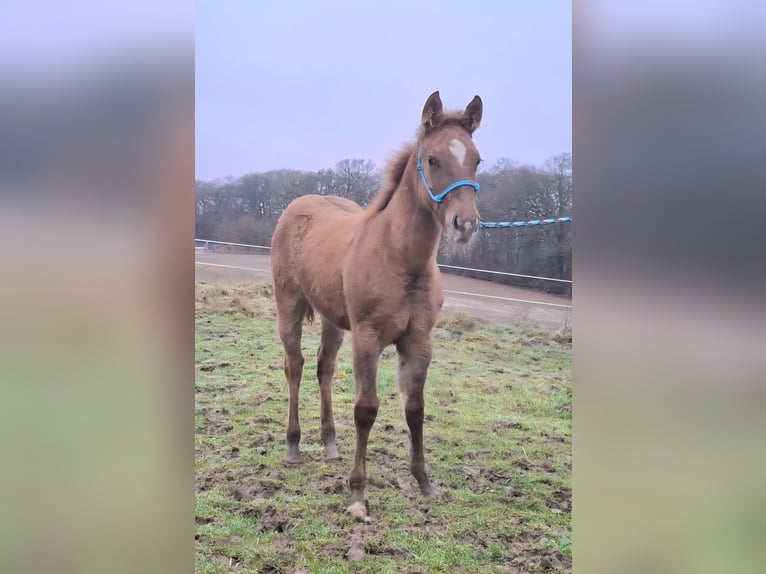 American Quarter Horse Merrie 1 Jaar 150 cm Red Dun in Echternacherbrück