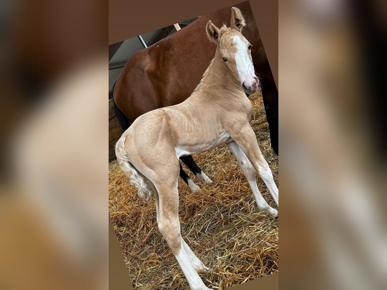 American Quarter Horse Merrie 1 Jaar 150 cm in Niederwerrn