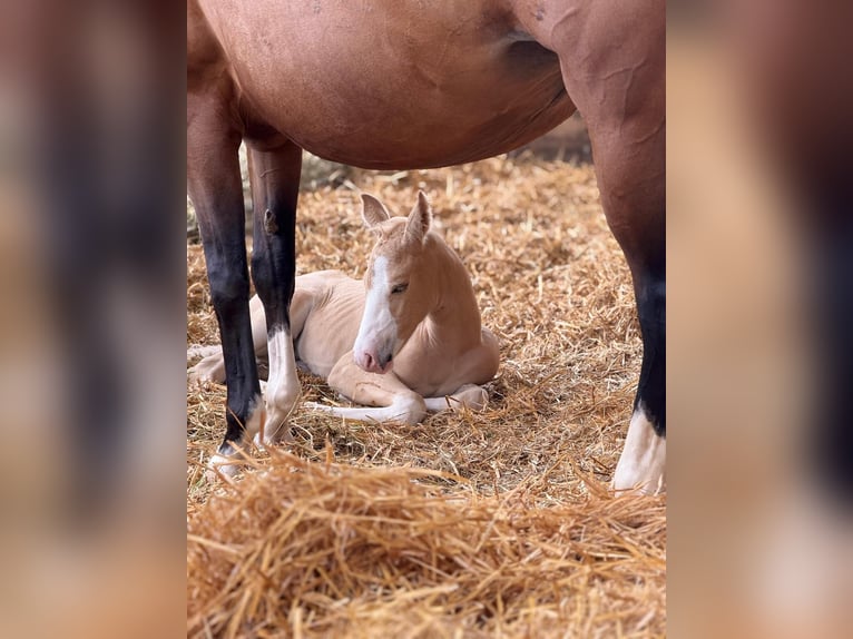 American Quarter Horse Merrie 1 Jaar 150 cm in Niederwerrn