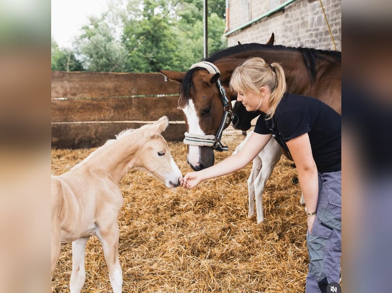 American Quarter Horse Merrie 1 Jaar 150 cm in Niederwerrn