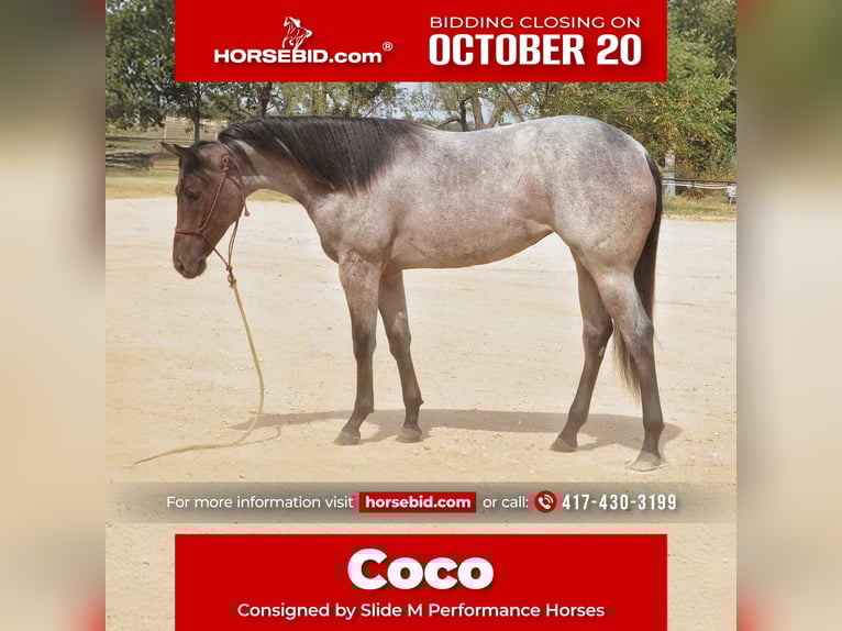 American Quarter Horse Merrie 1 Jaar 150 cm Roan-Bay in Mount Vernon