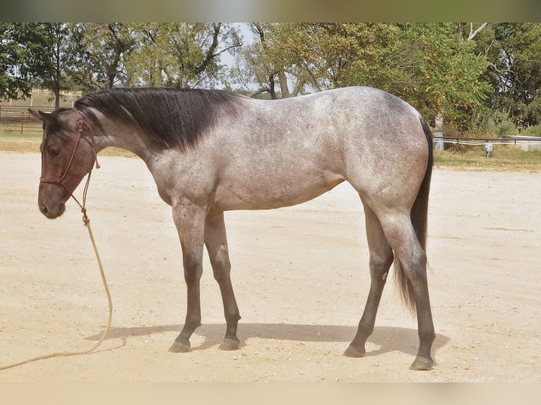American Quarter Horse Merrie 1 Jaar 150 cm Roan-Bay in Mount Vernon