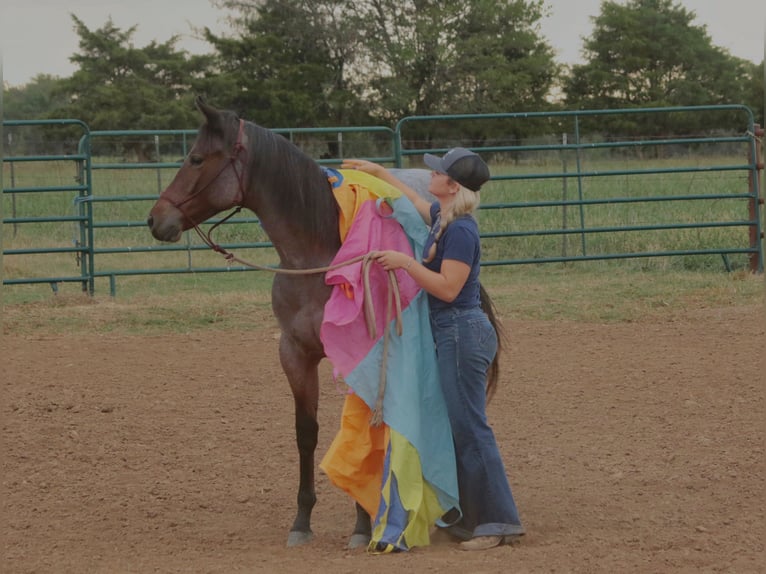 American Quarter Horse Merrie 1 Jaar 150 cm Roan-Bay in Mount Vernon