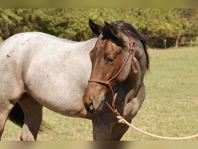 American Quarter Horse Merrie 1 Jaar 150 cm Roan-Bay in Mount Vernon