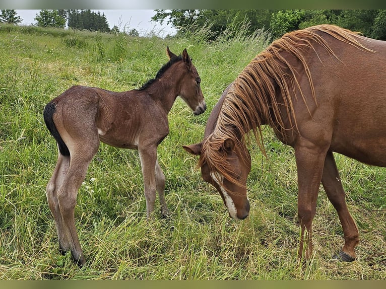 American Quarter Horse Merrie 1 Jaar 150 cm Roan-Bay in Müglitztal