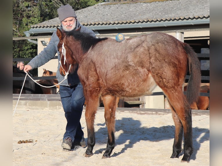 American Quarter Horse Merrie 1 Jaar 150 cm Roan-Bay in Müglitztal