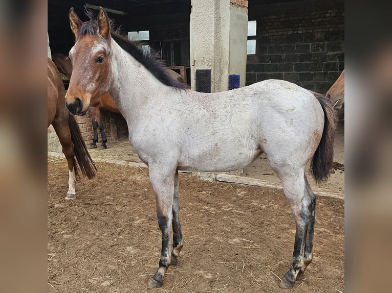 American Quarter Horse Merrie 1 Jaar 150 cm Roan-Bay in Müglitztal