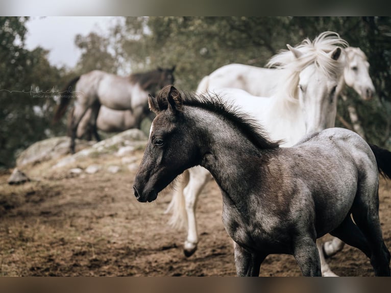 American Quarter Horse Mix Merrie 1 Jaar 150 cm Roan-Blue in Mörel-Filet