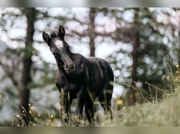 American Quarter Horse Mix Merrie 1 Jaar 150 cm Roan-Blue in Mörel-Filet