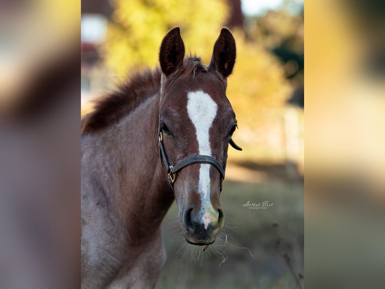 American Quarter Horse Merrie 1 Jaar 150 cm Roan-Red in Chüden