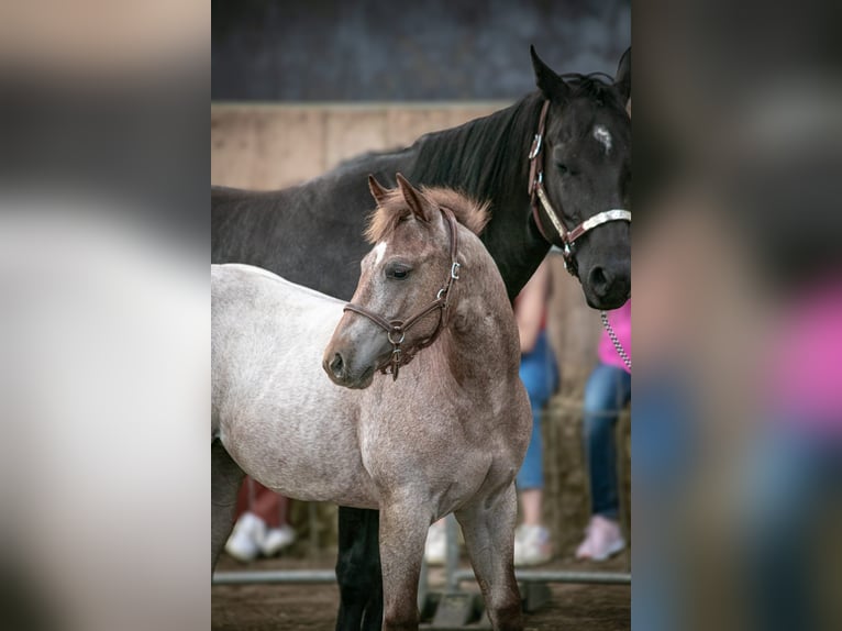 American Quarter Horse Merrie 1 Jaar 150 cm Roan-Red in Niehl