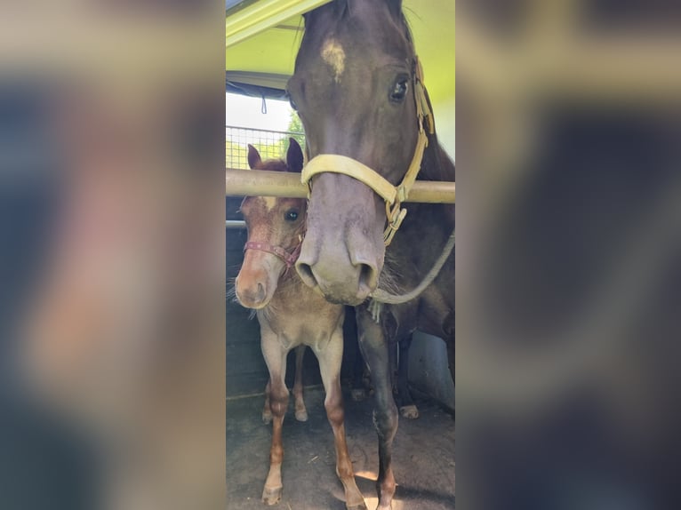 American Quarter Horse Merrie 1 Jaar 150 cm Roan-Red in Niehl