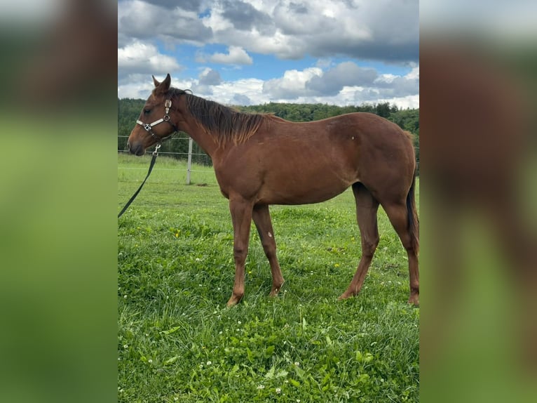 American Quarter Horse Merrie 1 Jaar 150 cm Vos in Rheinfelden