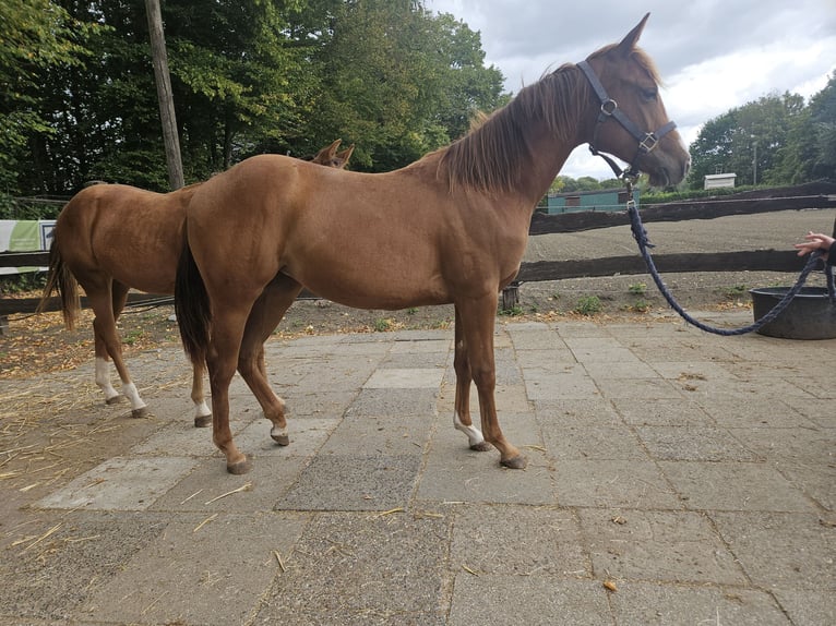 American Quarter Horse Merrie 1 Jaar 150 cm Vos in Bergkamen