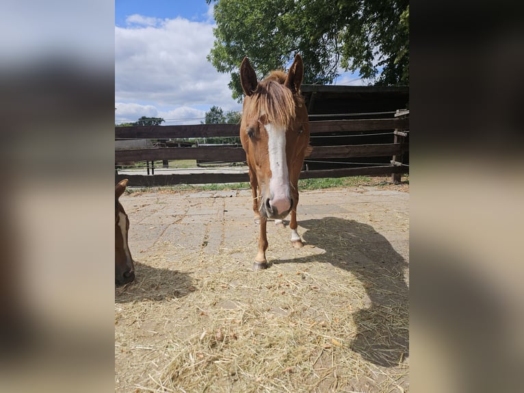 American Quarter Horse Merrie 1 Jaar 150 cm Vos in Bergkamen