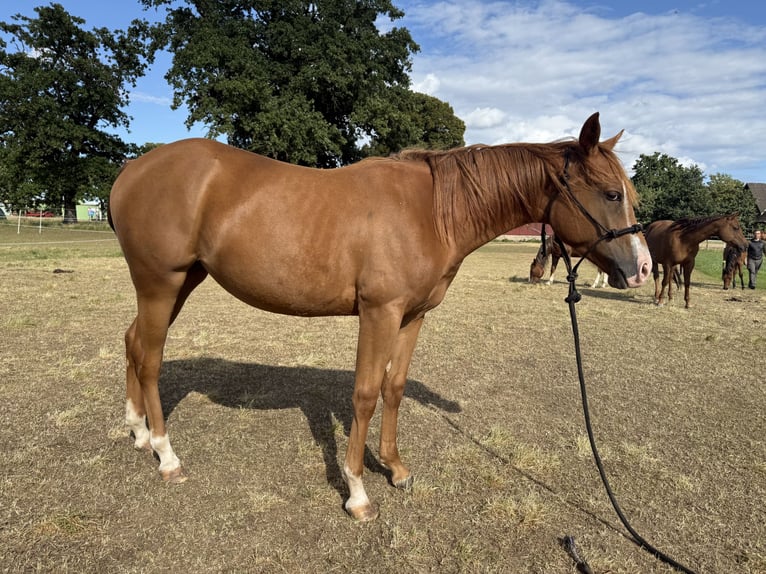 American Quarter Horse Merrie 1 Jaar 150 cm Vos in Neustadt am R&#xFC;benberge