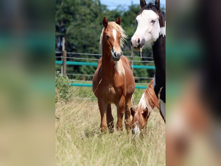 American Quarter Horse Merrie 1 Jaar 150 cm Vos in Hellenthal