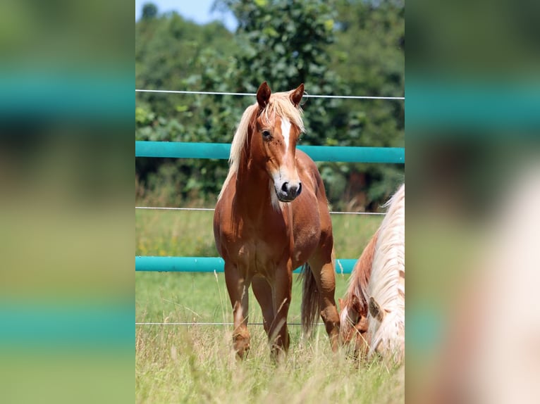 American Quarter Horse Merrie 1 Jaar 150 cm Vos in Hellenthal