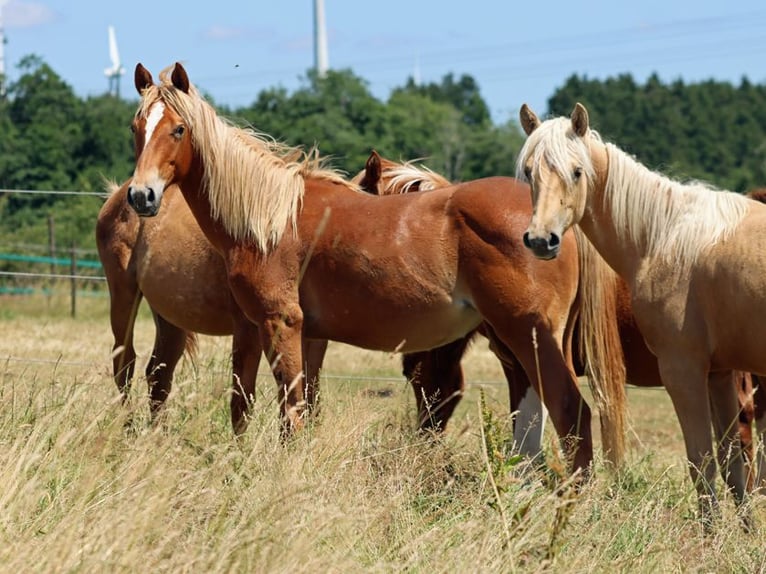 American Quarter Horse Merrie 1 Jaar 150 cm Vos in Hellenthal