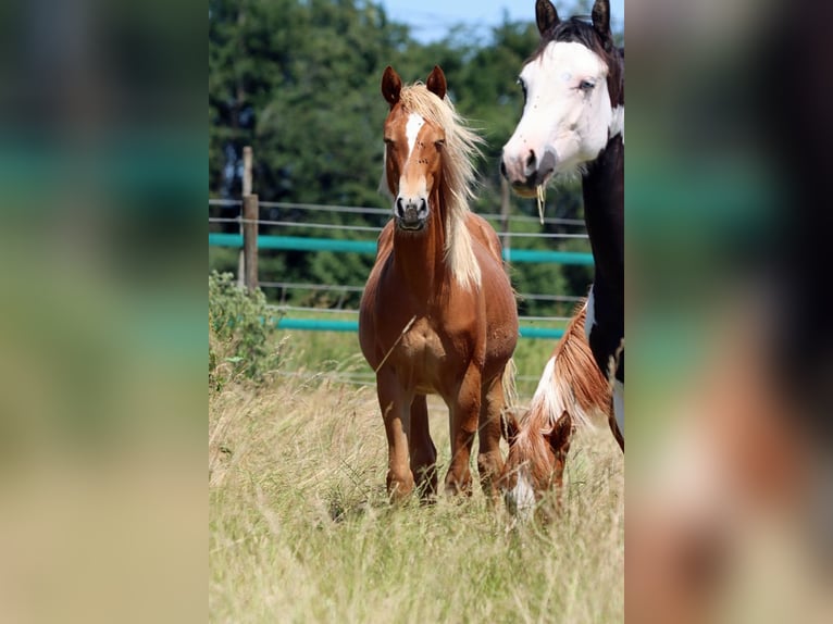 American Quarter Horse Merrie 1 Jaar 150 cm Vos in Hellenthal