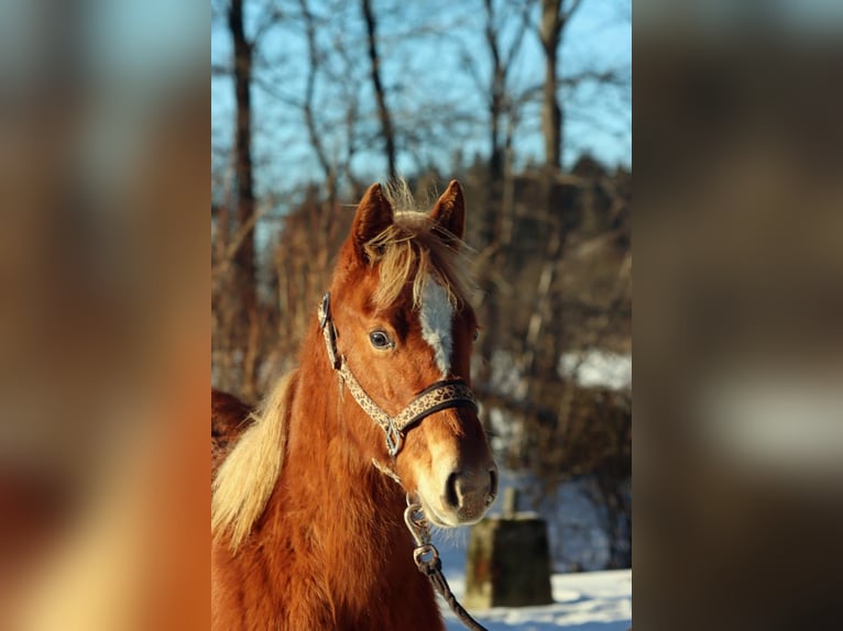 American Quarter Horse Merrie 1 Jaar 150 cm Vos in Hellenthal