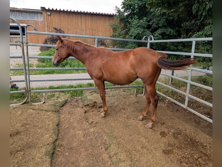 American Quarter Horse Merrie 1 Jaar 150 cm Vos in Theilenhofen