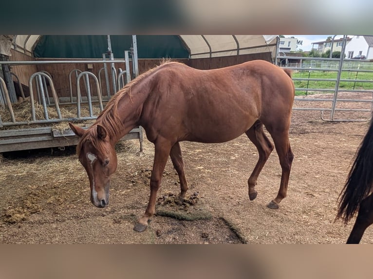 American Quarter Horse Merrie 1 Jaar 150 cm Vos in Theilenhofen