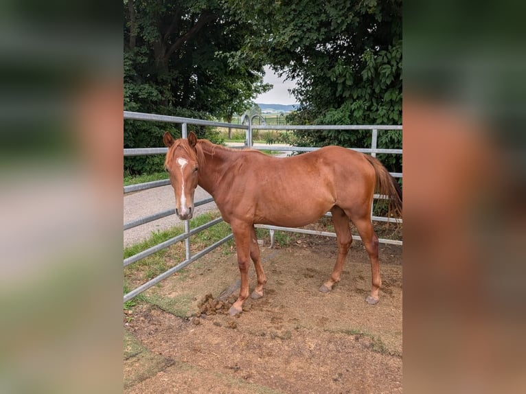 American Quarter Horse Merrie 1 Jaar 150 cm Vos in Theilenhofen