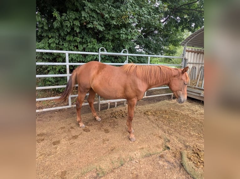 American Quarter Horse Merrie 1 Jaar 150 cm Vos in Theilenhofen