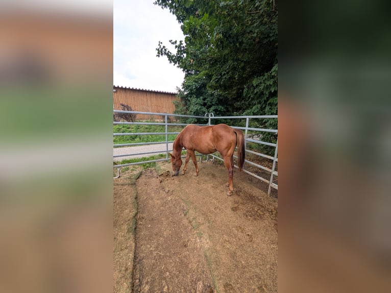 American Quarter Horse Merrie 1 Jaar 150 cm Vos in Theilenhofen