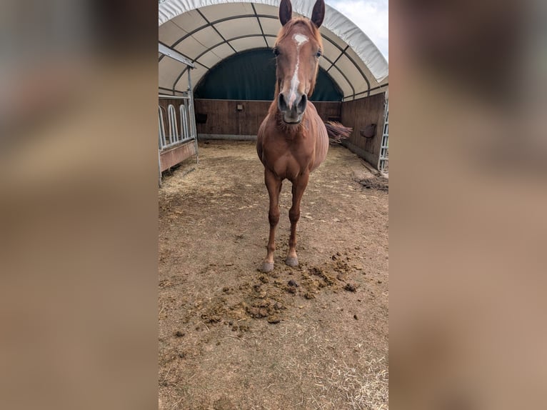 American Quarter Horse Merrie 1 Jaar 150 cm Vos in Theilenhofen