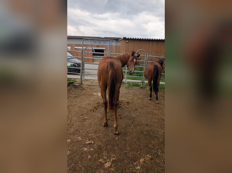 American Quarter Horse Merrie 1 Jaar 150 cm Vos in Theilenhofen