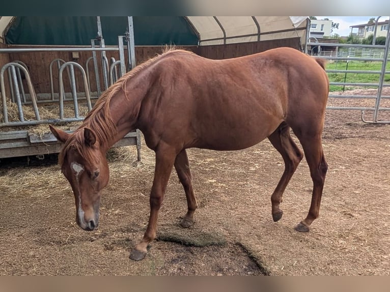 American Quarter Horse Merrie 1 Jaar 150 cm Vos in Theilenhofen