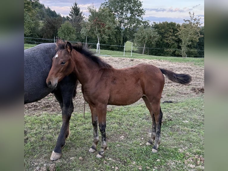 American Quarter Horse Mix Merrie 1 Jaar 150 cm  in Daleiden