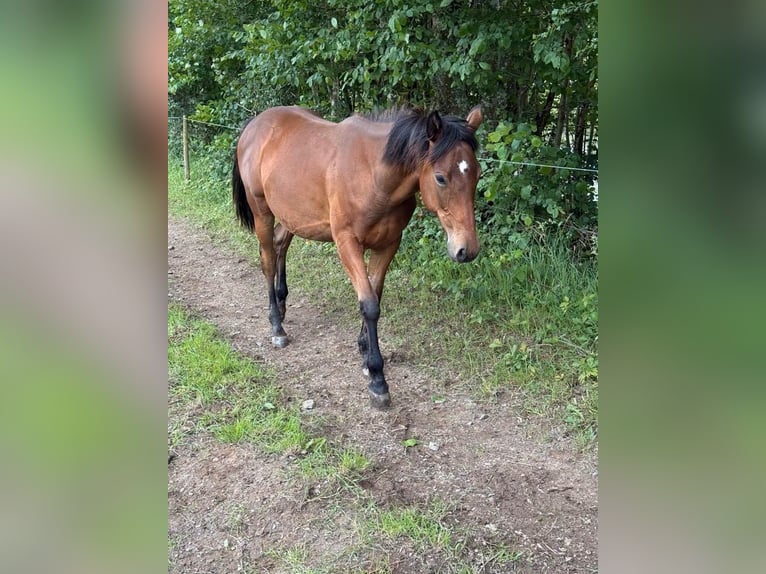 American Quarter Horse Mix Merrie 1 Jaar 150 cm  in Daleiden