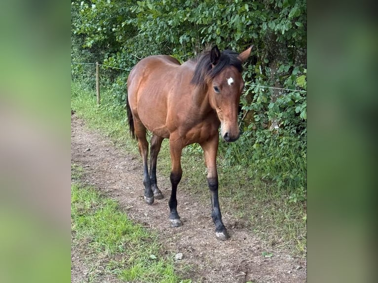 American Quarter Horse Mix Merrie 1 Jaar 150 cm  in Daleiden