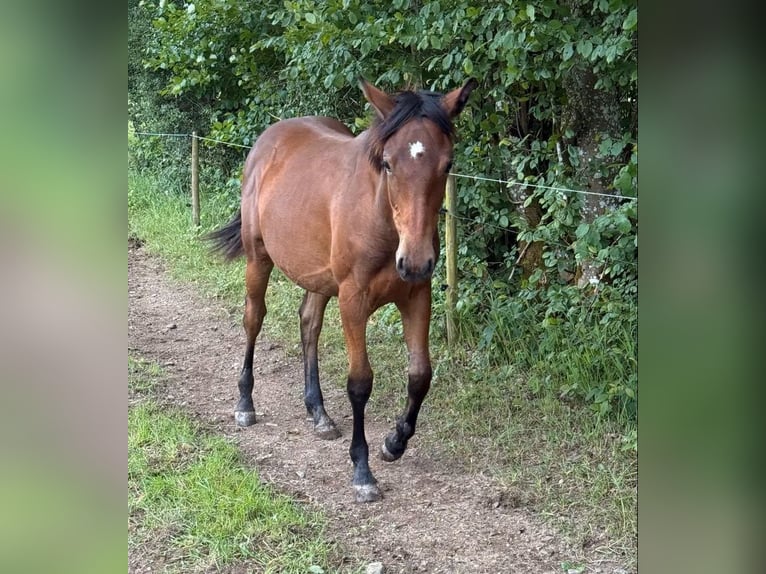 American Quarter Horse Mix Merrie 1 Jaar 150 cm  in Daleiden