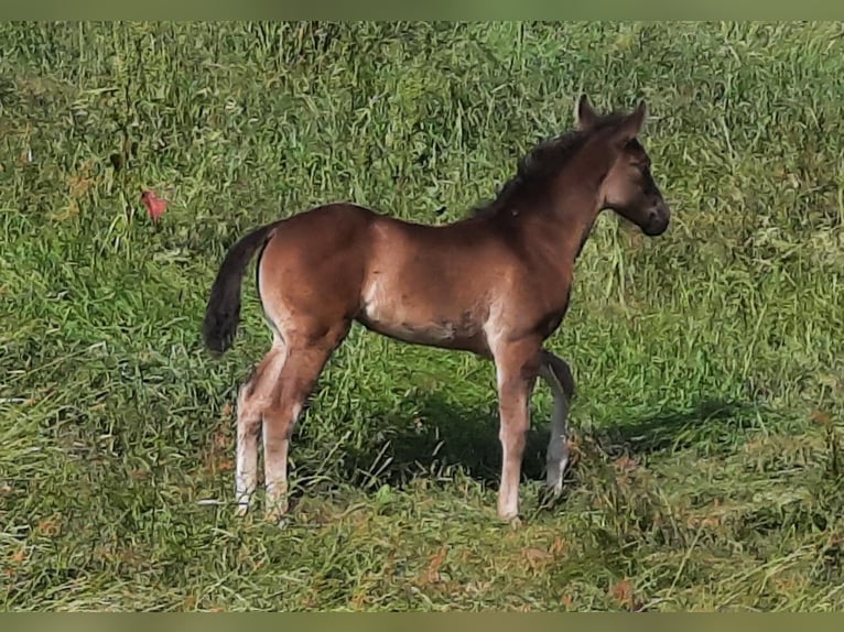 American Quarter Horse Merrie 1 Jaar 150 cm Zwart in Tann