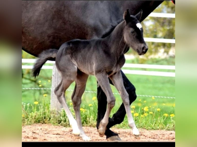 American Quarter Horse Merrie 1 Jaar 150 cm Zwart in Gerolfingen