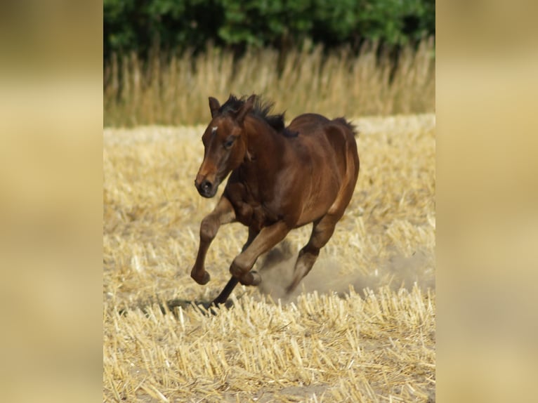 American Quarter Horse Merrie 1 Jaar 150 cm Zwartbruin in Linsburg