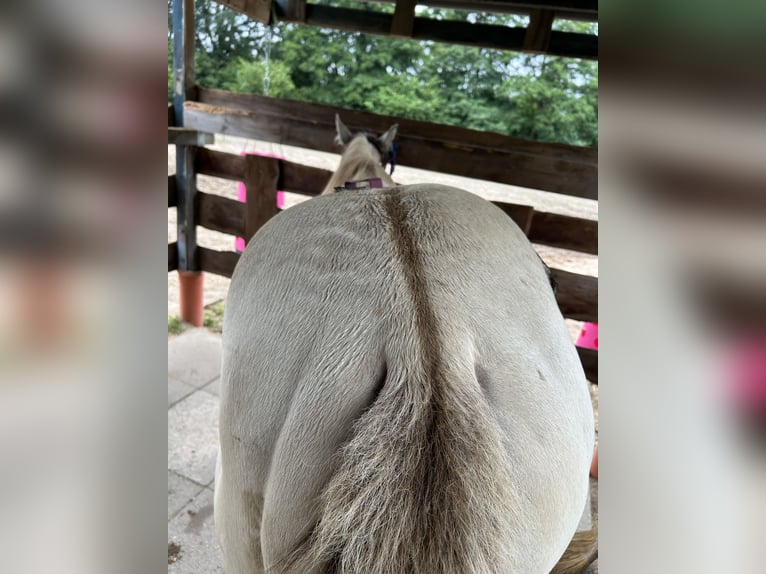 American Quarter Horse Merrie 1 Jaar 151 cm Champagne in Scharbeutz