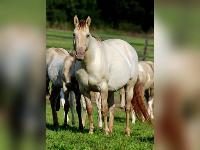 American Quarter Horse Merrie 1 Jaar 151 cm Champagne in Scharbeutz