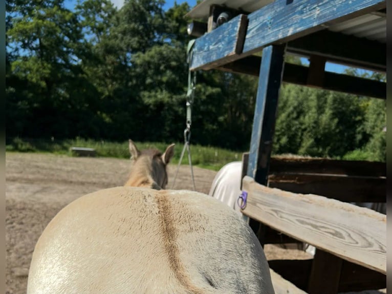 American Quarter Horse Merrie 1 Jaar 151 cm Champagne in Malente