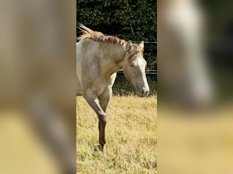 American Quarter Horse Merrie 1 Jaar 151 cm Champagne in Malente