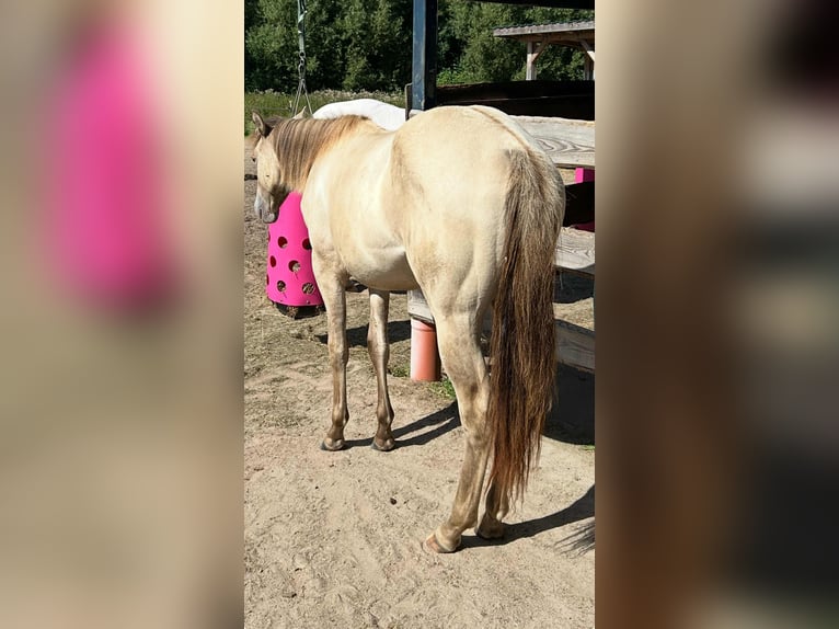American Quarter Horse Merrie 1 Jaar 151 cm Champagne in Malente