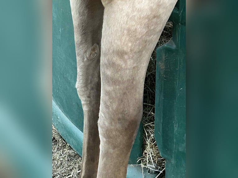 American Quarter Horse Merrie 1 Jaar 151 cm Champagne in Malente