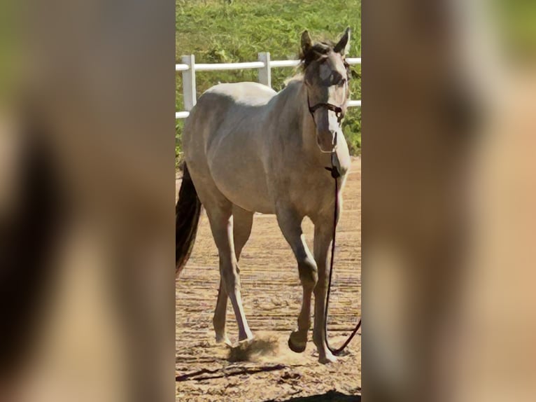 American Quarter Horse Merrie 1 Jaar 151 cm Champagne in Malente