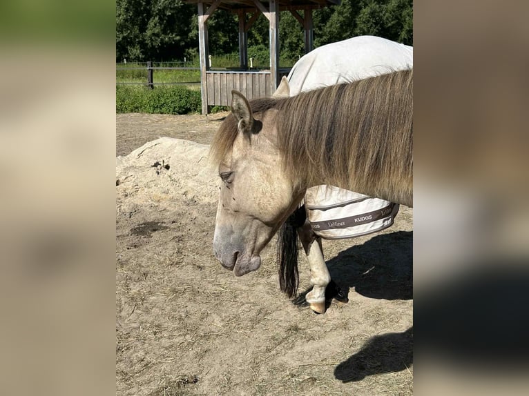 American Quarter Horse Merrie 1 Jaar 151 cm Champagne in Malente