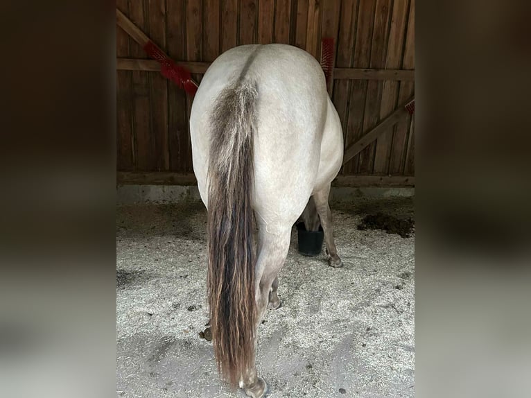 American Quarter Horse Merrie 1 Jaar 151 cm Champagne in Malente