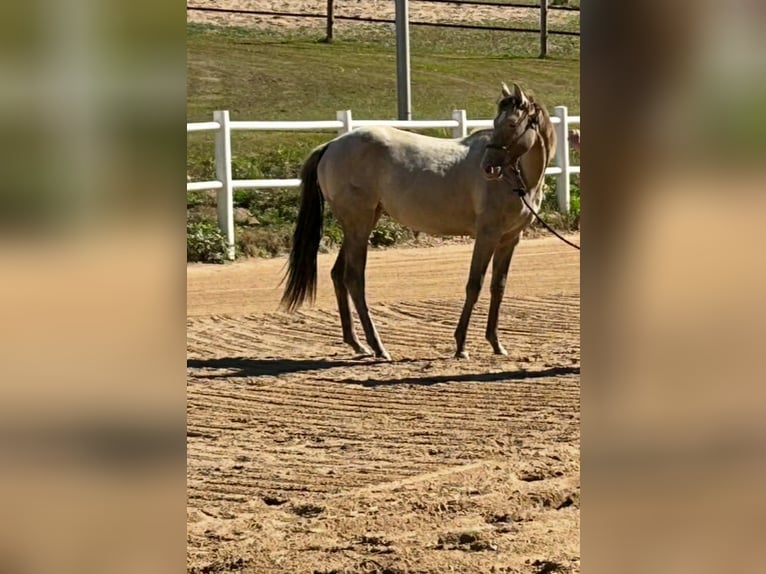 American Quarter Horse Merrie 1 Jaar 151 cm Champagne in Malente